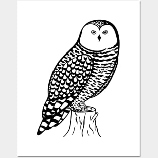 Snowy Owl Ink Art - light colors Posters and Art